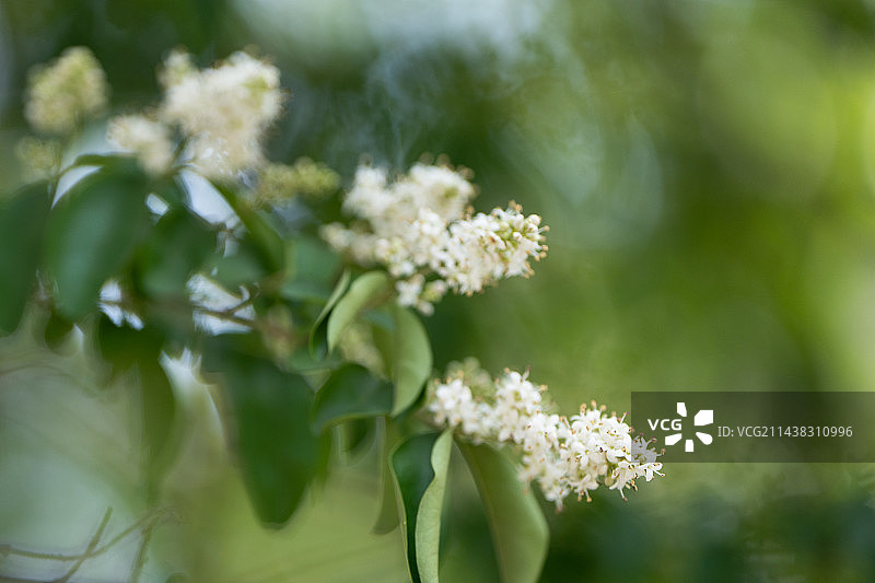女贞花开，春暖花香图片素材