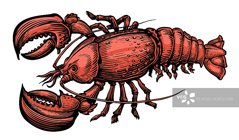 红色龙虾海鲜甲壳类水生动物图片素材
