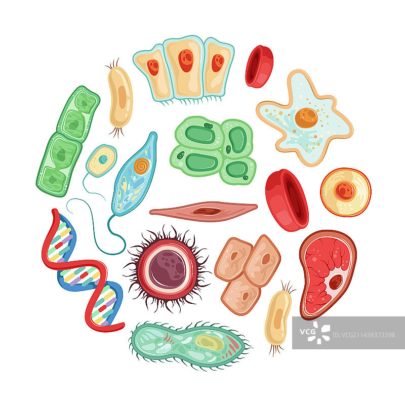 圆形排列的人体细胞医学图图片素材