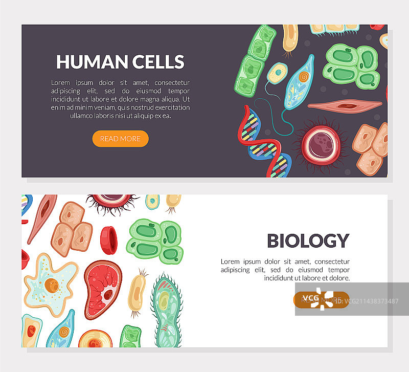 医学和生物学中的人体细胞落地页图片素材
