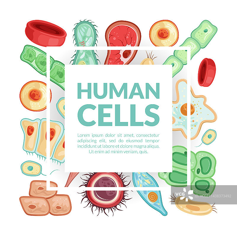 医学和生物学中的人体细胞方格卡片图片素材
