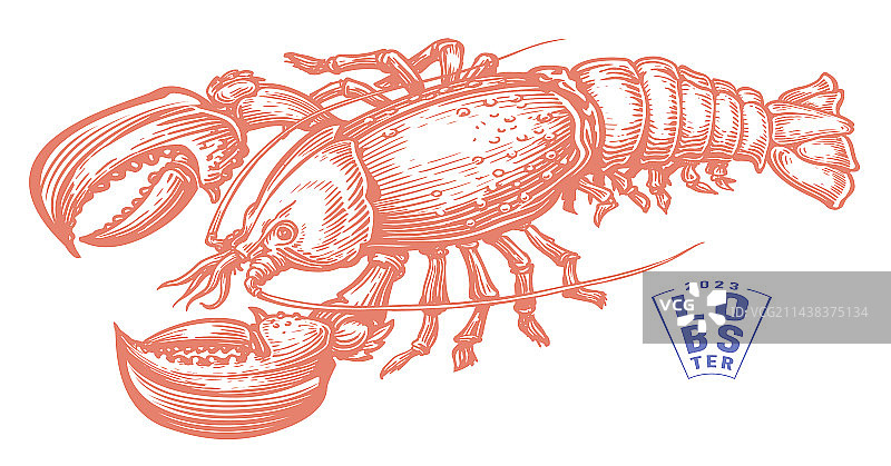 海鲜甲壳类水生动物龙虾图片素材