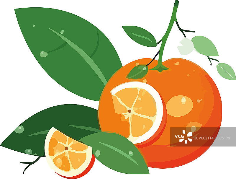 多汁的柑橘类水果象征着健康的夏天图片素材