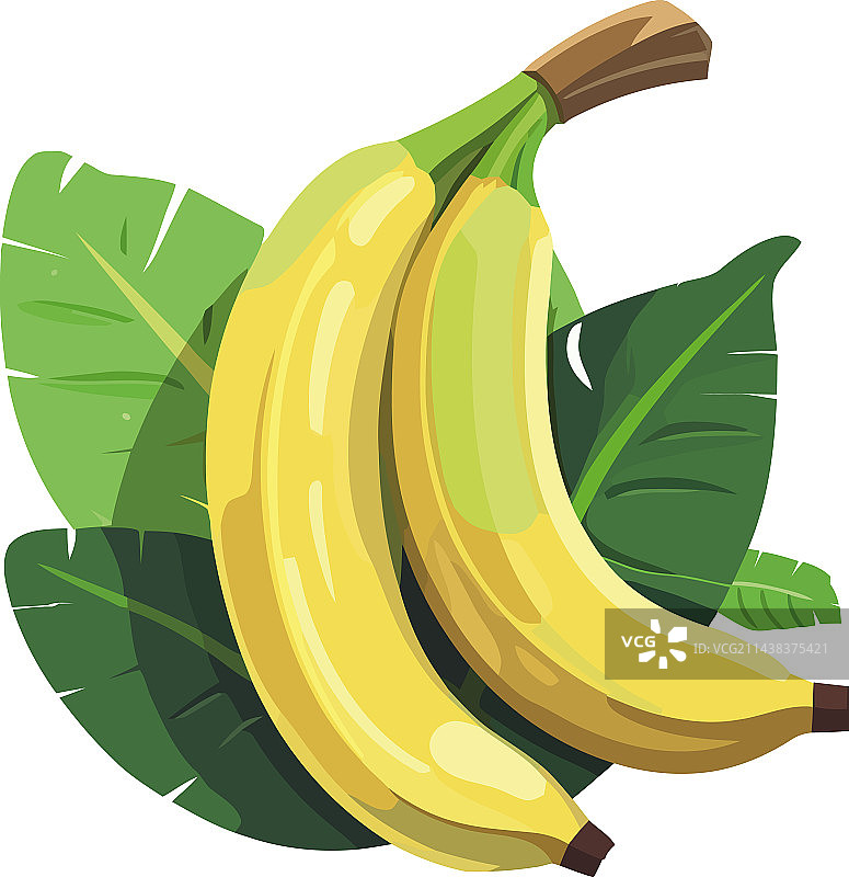 新鲜的有机热带成熟香蕉图片素材
