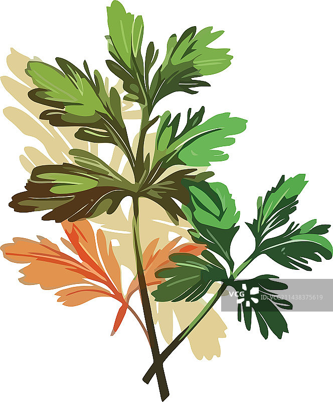 象征生长的嫩枝上的新鲜绿叶图片素材