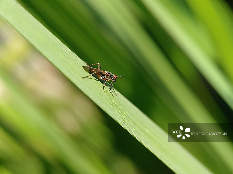 正在享受日光浴的小虫虫图片素材