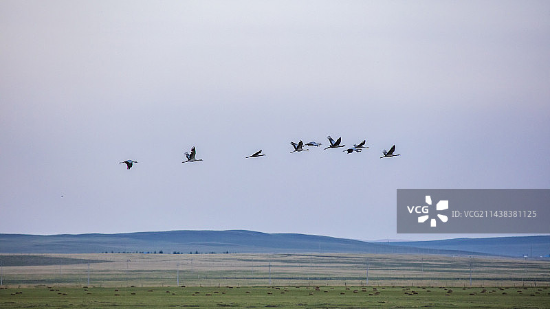 飞翔的蓑羽鹤图片素材