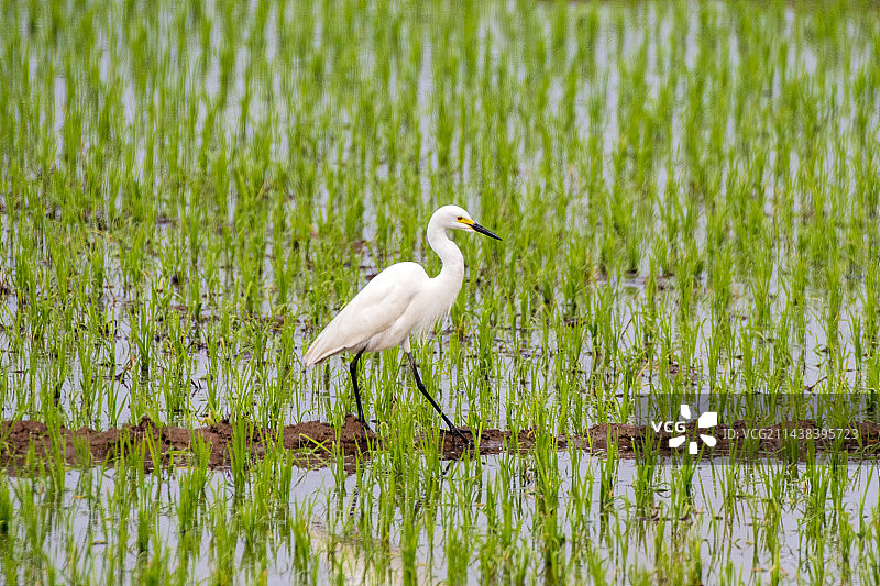 稻田里觅食的白鹭图片素材