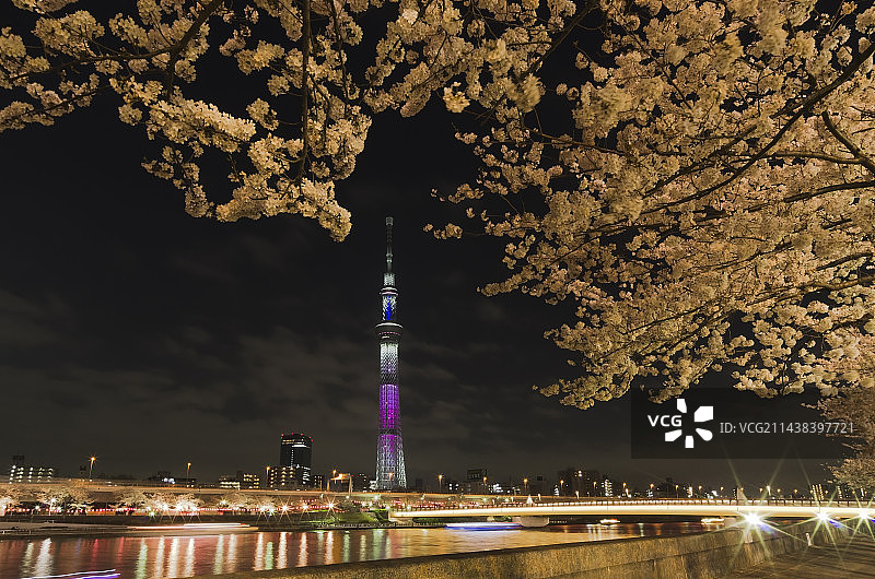 东京隅田公园夜樱、樱桥与东京晴空塔图片素材