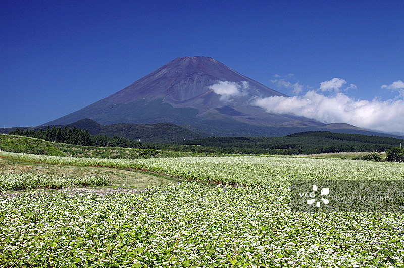 荞麦田和富士山，日本，静冈县，裾野，静冈，重里木图片素材