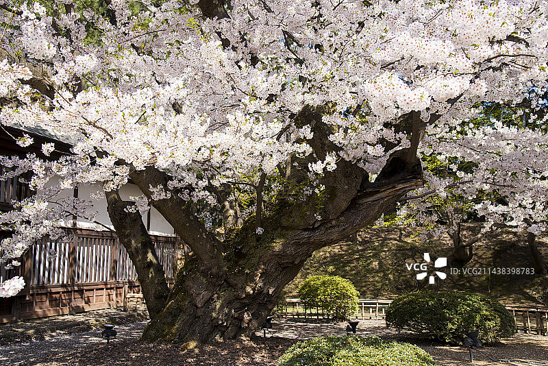 日本青森县弘前城公园的染井吉野樱图片素材
