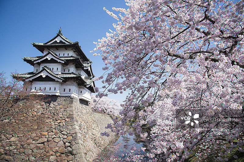 日本青森县弘前城天守阁与盛开的樱花图片素材