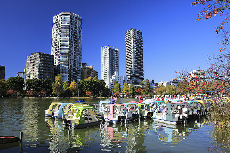初冬时节的日本东京台东区上野公园不忍池图片素材