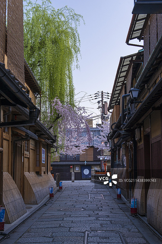 京都祇园白川樱花与柳树美景图片素材