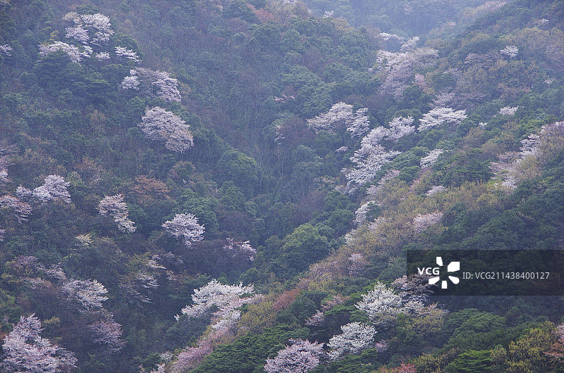 日本爱媛县佐田岬的樱桃树图片素材