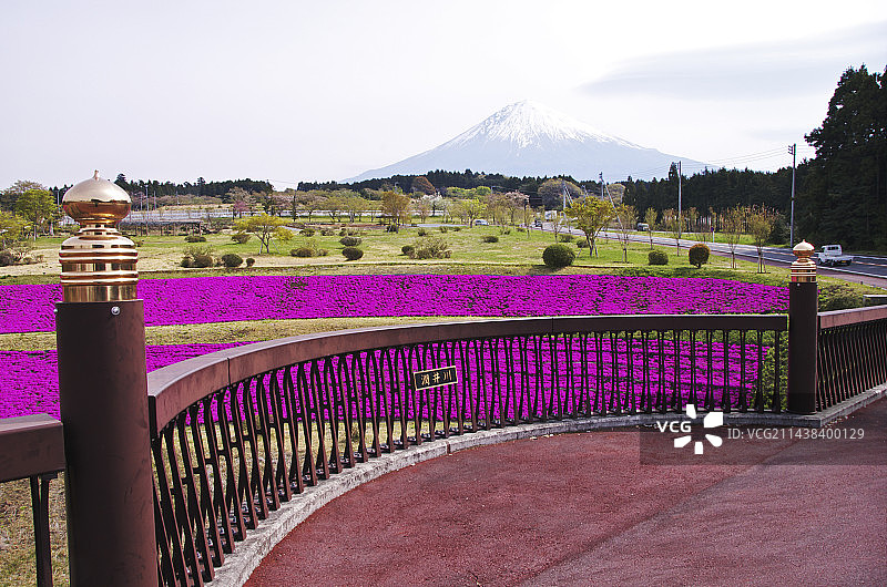 中国静冈县富士宫市的芝樱与富士山图片素材