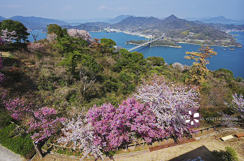 伯方岛大桥与樱花，今治，爱媛县图片素材