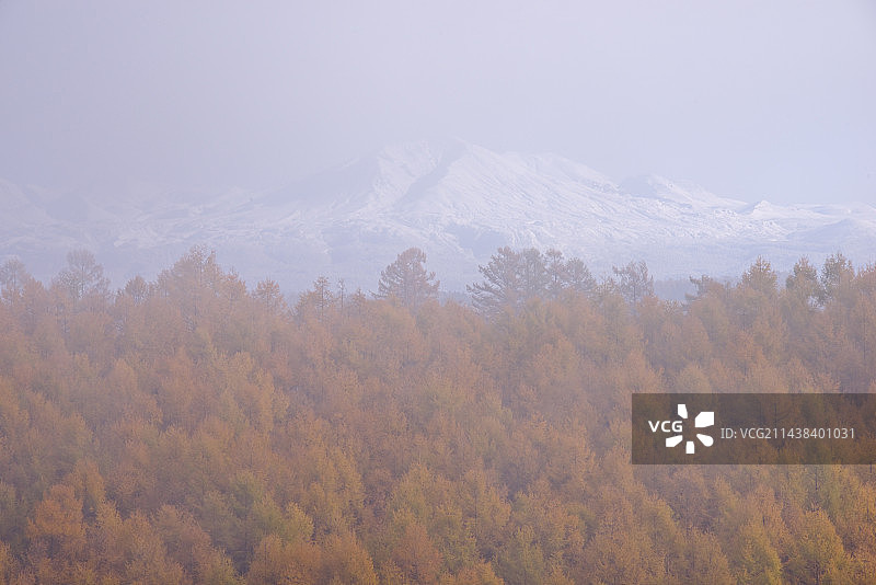 落叶松树、大雪山、清晨薄雾，位于日本北海道上川郡美瑛町图片素材