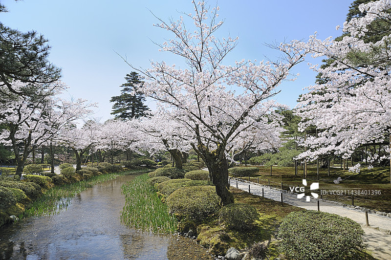 石川县金泽市兼六园的樱花图片素材