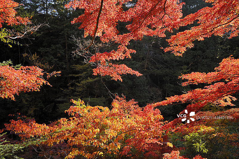 秋季升仙峡（山梨县甲府市）图片素材