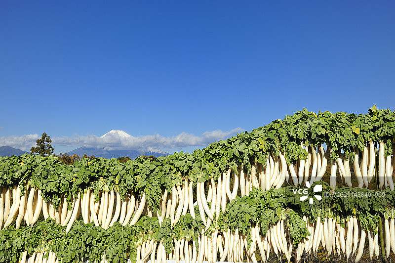富士山与萝卜干，静冈县三岛市图片素材