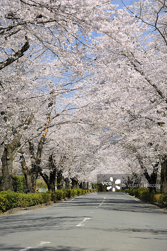 日本埼玉县秩父郡长瀞町路边樱花树图片素材