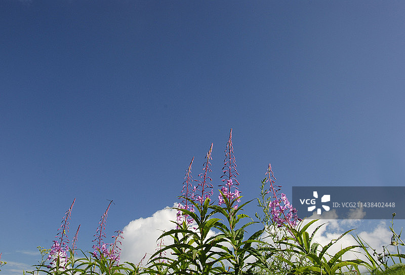 蓝天与柳叶菜，长野县风光图片素材