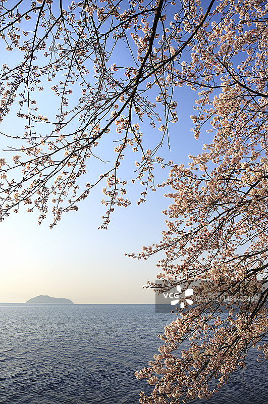 滋贺县高岛市海津大崎琵琶湖竹生岛樱花图片素材