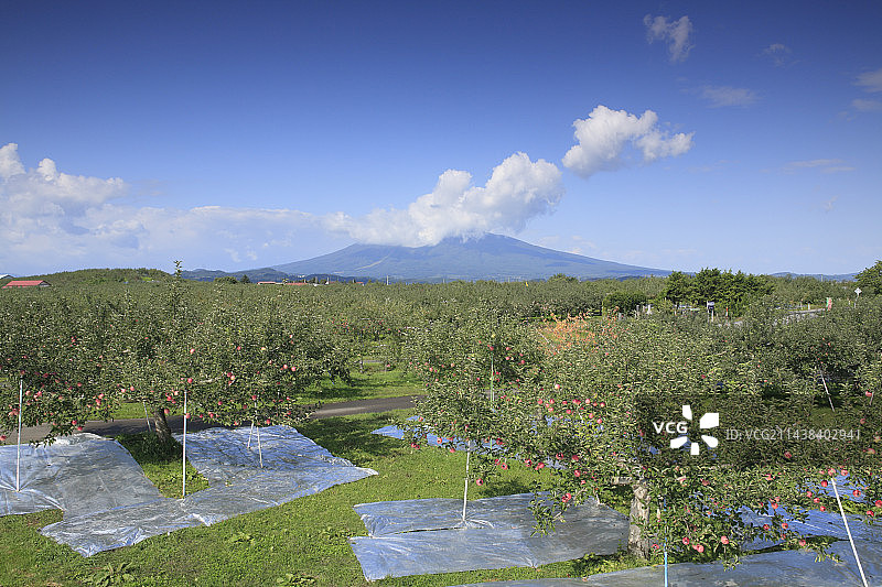 日本青森县弘前市岩木苹果园图片素材