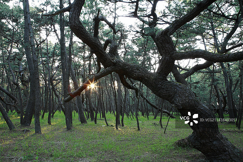 虹之松原，佐贺县唐津市，日本图片素材