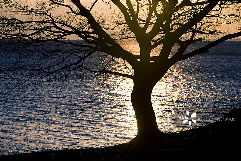 日本滋贺县大津市湖畔树木图片素材