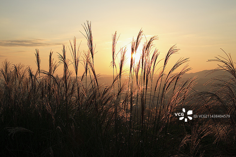 芒草，奈良县图片素材