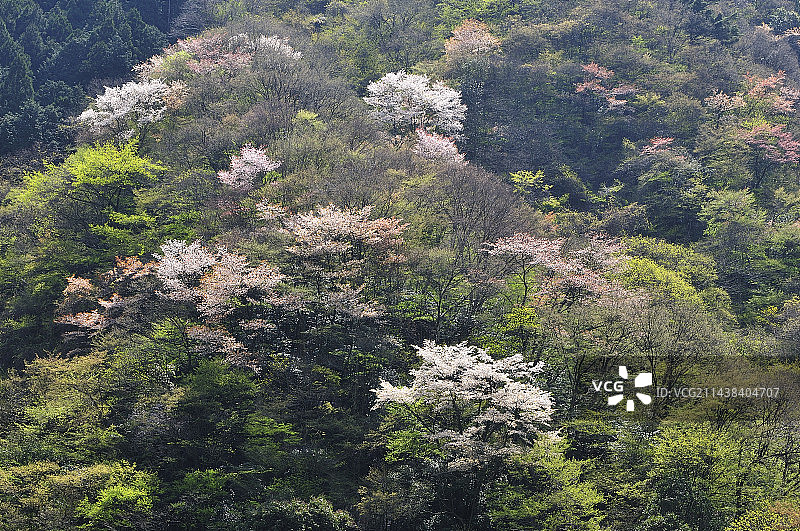 日本东京奥多摩町的霞樱图片素材
