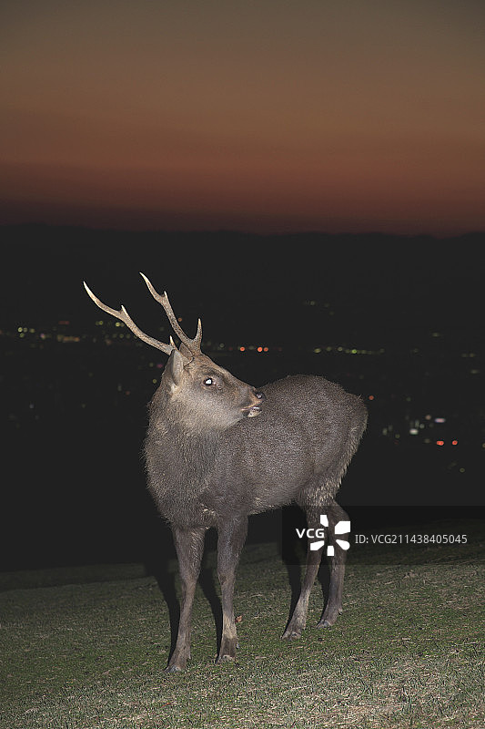 若草山上的鹿，奈良，奈良县图片素材