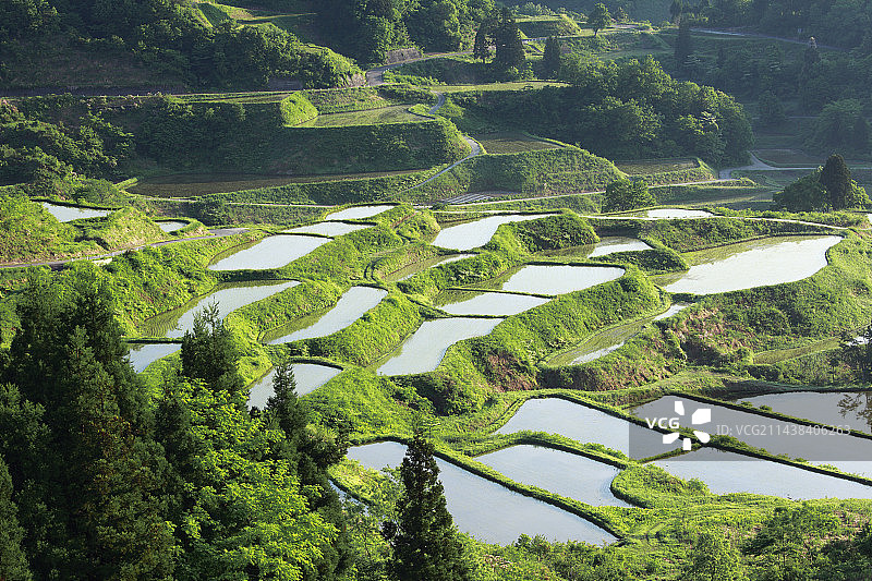新泻县十日町星峠梯田图片素材