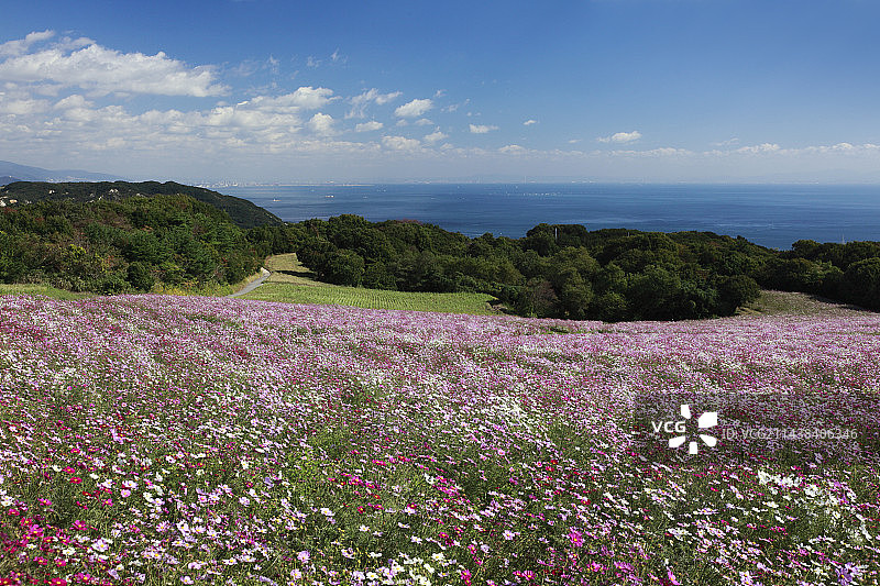 兵库县淡路岛花SAJIKI的波斯菊花田图片素材