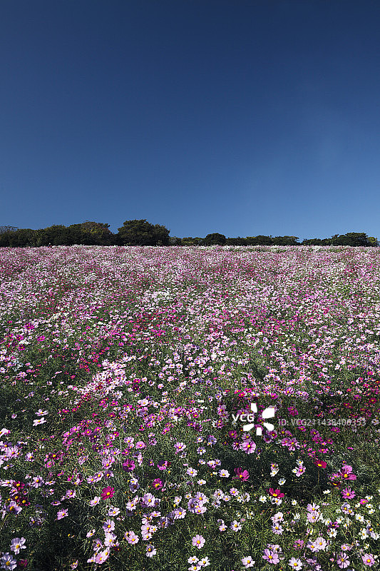 兵库县淡路岛花SAJIKI的波斯菊花田图片素材