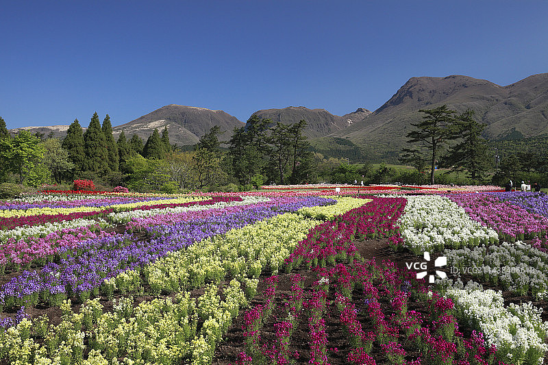 九重花公园花园和九重山脉，大分县竹田市图片素材