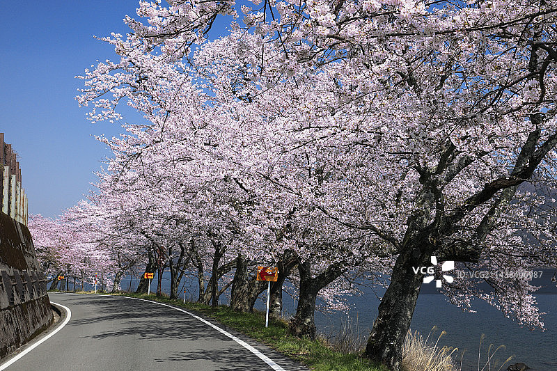 日本滋贺县高岛市海津大崎桥的樱花盛开图片素材