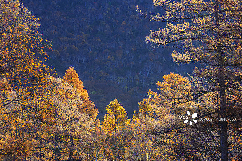 日本日光枥木县日本落叶松的秋叶图片素材