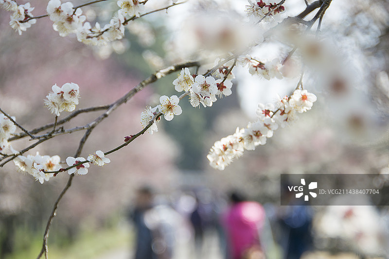 偕乐园的梅花和人群图片素材