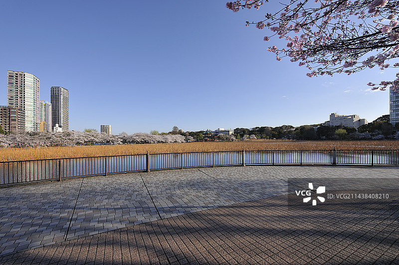 东京台东区，忍野不池清晨的樱花图片素材