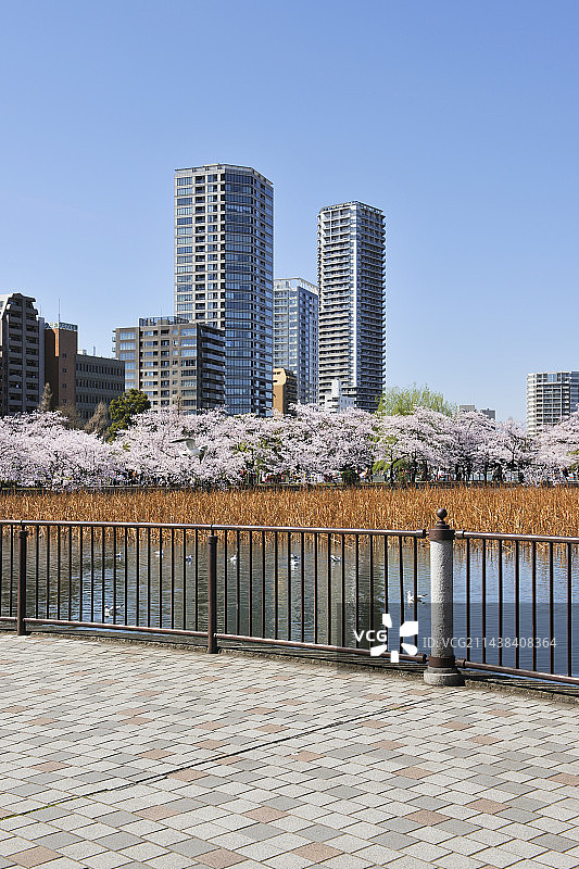 日本东京上野公园不忍池和池之端塔公寓的樱花图片素材