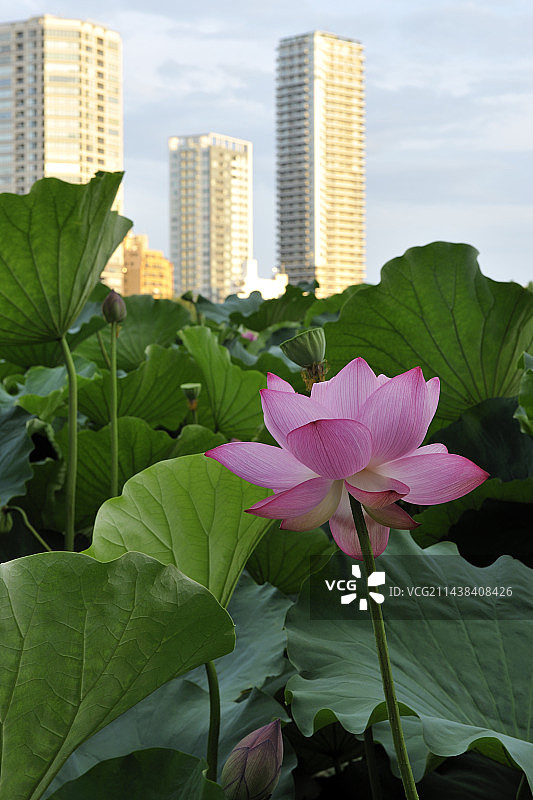 日本东京忍野池塘的莲花图片素材