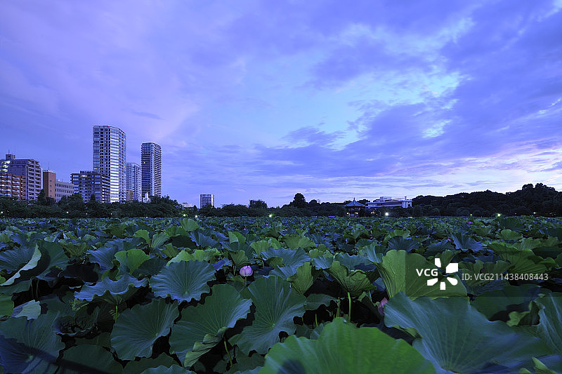日本东京台东区不忍池荷花池黎明景象图片素材