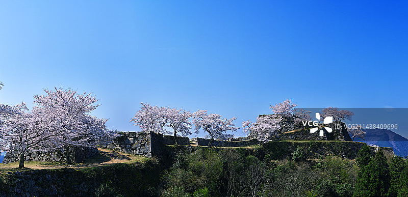 蓝色天空与城堡遗址的樱花，日本兵库县朝来市图片素材