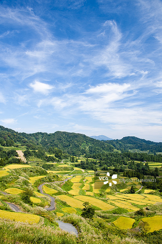 新泻县十日町星峠梯田图片素材