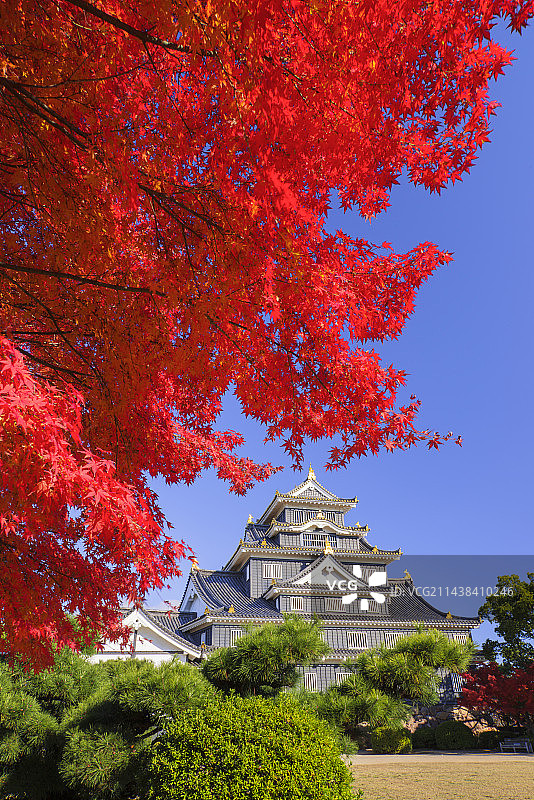 秋色与日本冈山县冈山市的冈山城图片素材