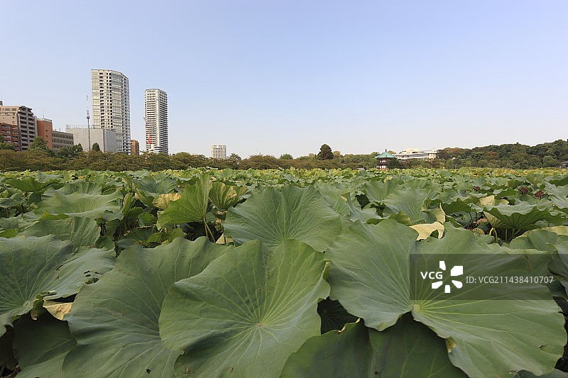 东京台东区不忍池图片素材