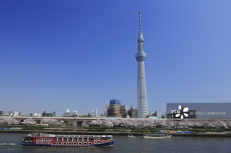 东京浅草隅田川盛开的樱花和东京晴空塔图片素材